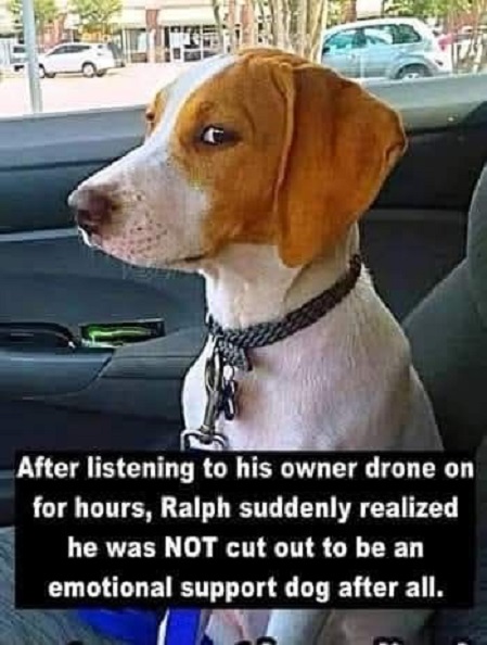 emotional support dog.jpg